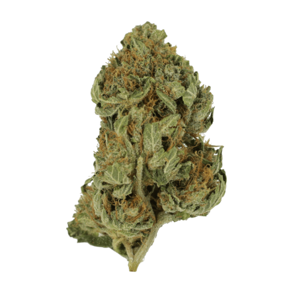 Bubblegum – 1 ounce | Herbarium Canada