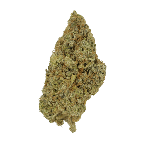 Grape Mimosa | Herbarium Canada