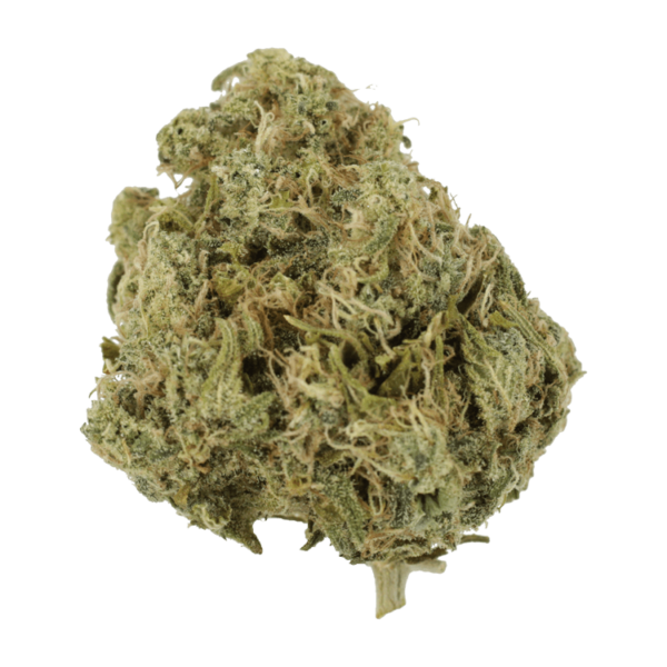 Moby Dick | Herbarium Canada