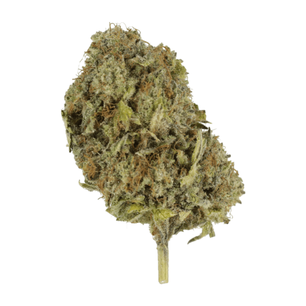 Chemo | Herbarium Canada
