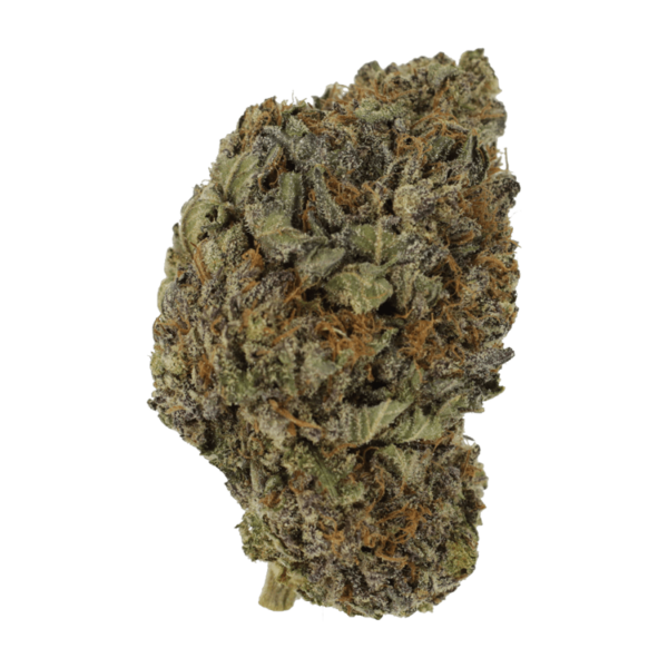Black Diamond | Herbarium Canada