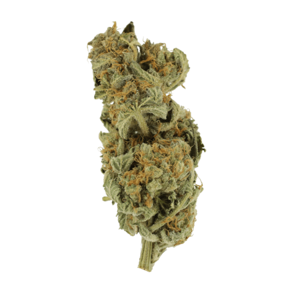 Gorilla Glue | Herbarium Canada