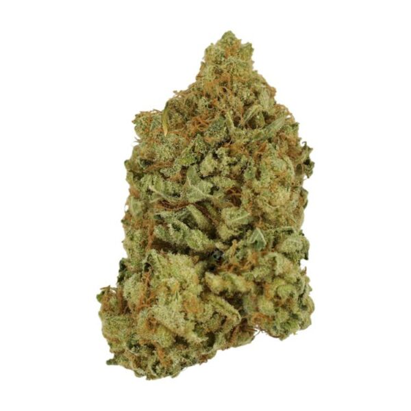 Blueberry | Herbarium Canada