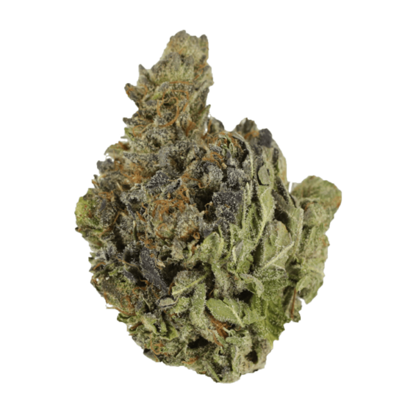 Chocolope | Herbarium Canada