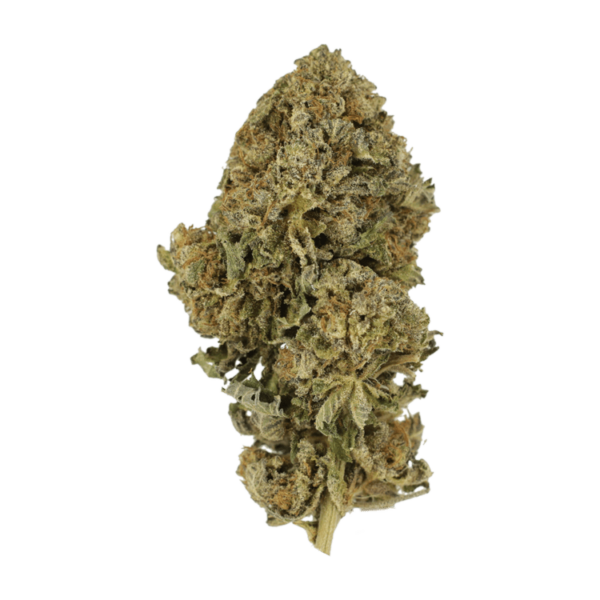 Durban Poison | Herbarium Canada