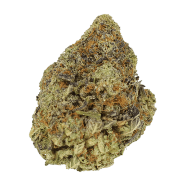 Durban Poison | Herbarium Canada