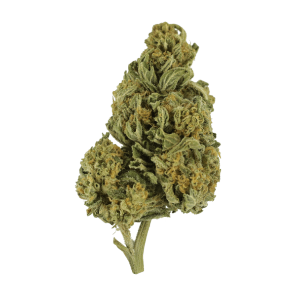 Blackwater | Herbarium Canada