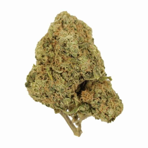 Tangerine Dream | Herbarium Canada