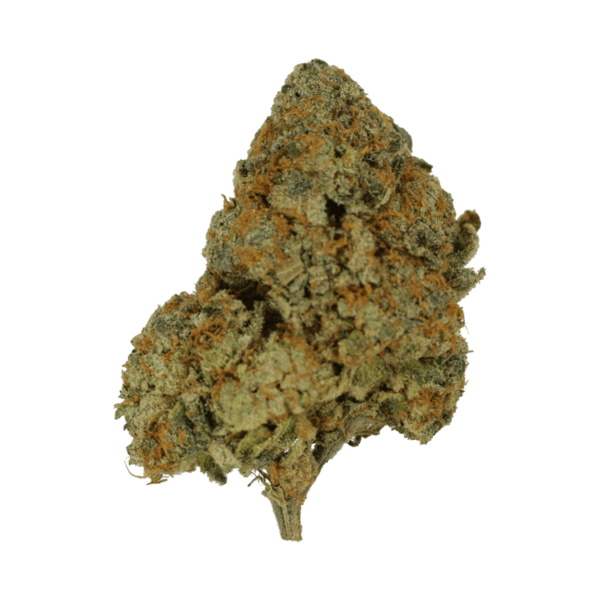 9lb Hammer | Herbarium Canada