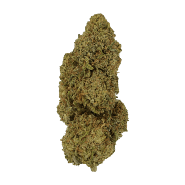 9lb Hammer | Herbarium Canada