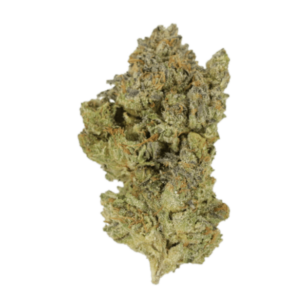Golden Goat | Herbarium Canada