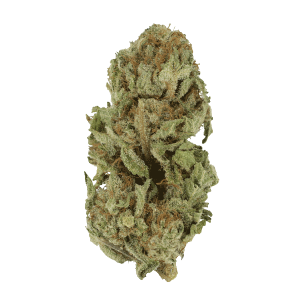Golden Goat | Herbarium Canada