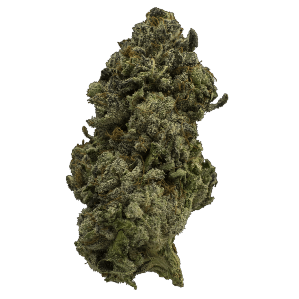 Fire Alien Urkle | Herbarium Canada