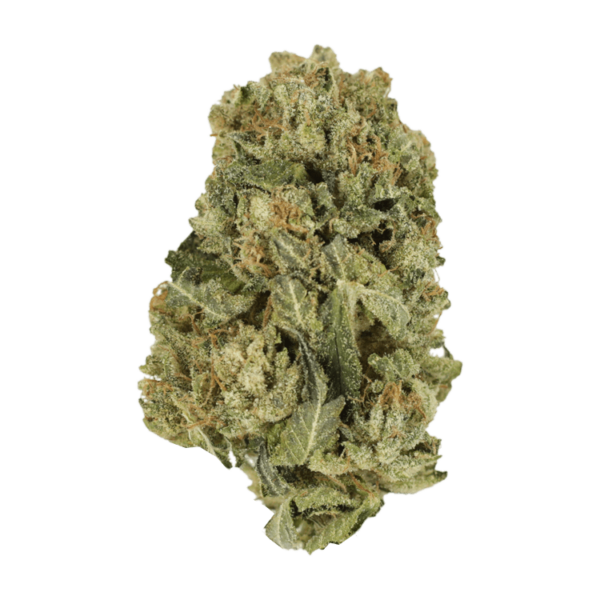 Black Domina | Herbarium Canada