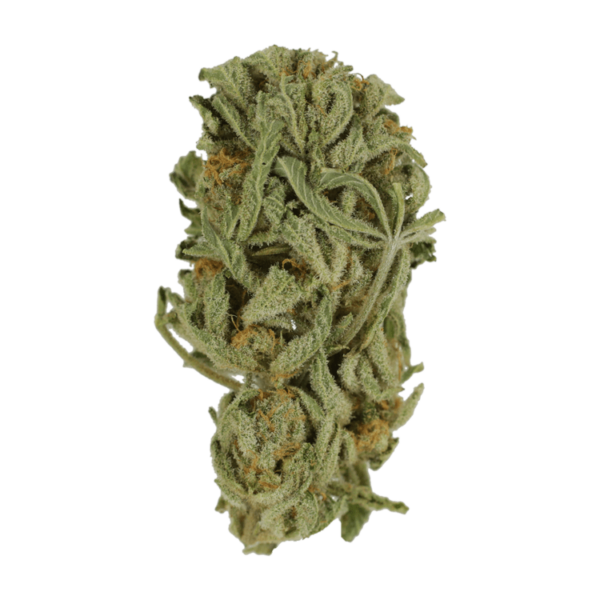 Master Kush Ultra | Herbarium Canada