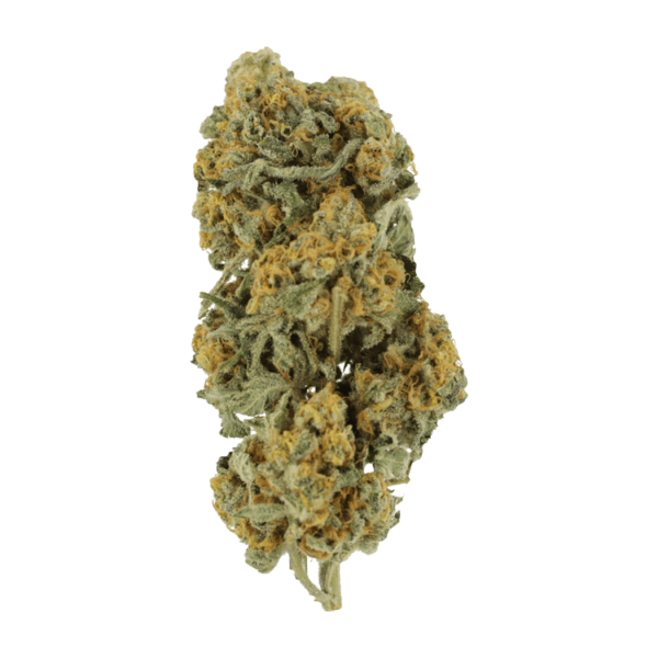 Miracle Alien Cookies | Herbarium Canada