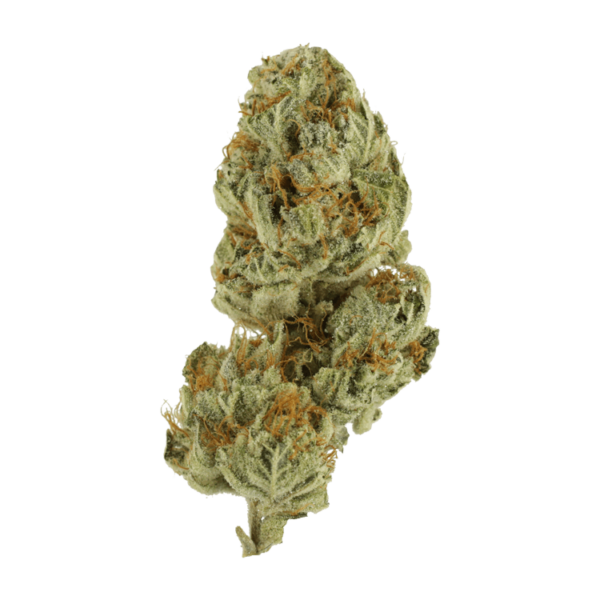 Strawberry Glue | Herbarium Canada