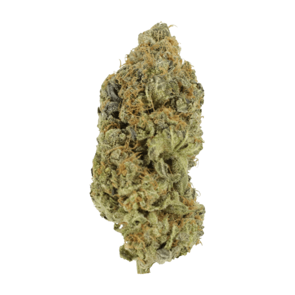 Critical Widow | Herbarium Canada