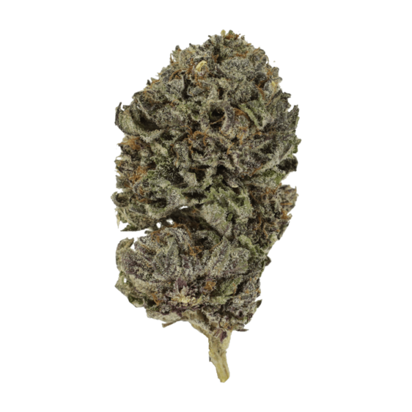 Purple Skunk | Herbarium Canada