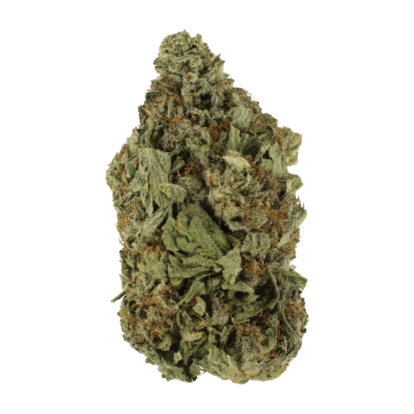 Shishkaberry | Herbarium Canada