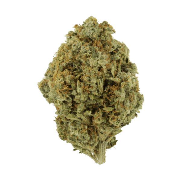 Orange Barb | Herbarium Canada