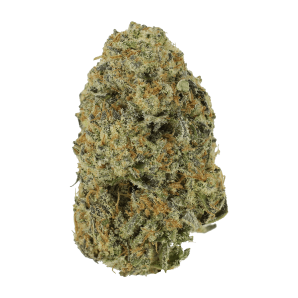 Northern Haze Express | Herbarium Canada