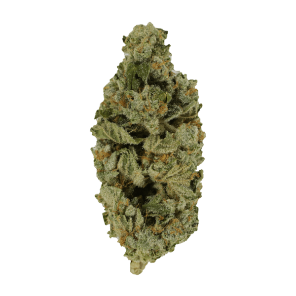 Crazy Glue | Herbarium Canada