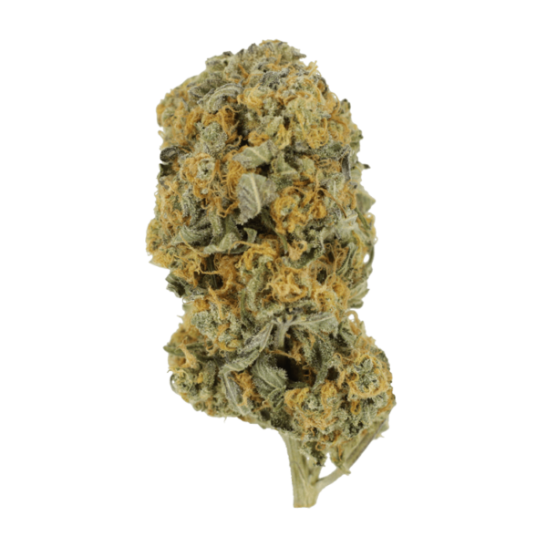 Sour Prince | Herbarium Canada