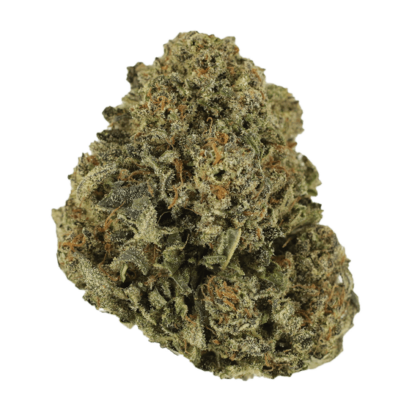Blue Haze | Herbarium Canada