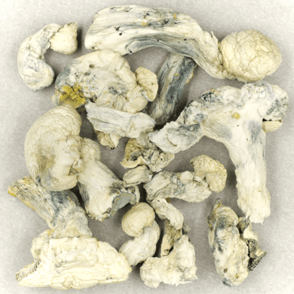 Cambodian Psilocybe Cubensis | Herbarium Canada