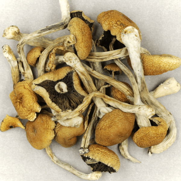 Cambodian Psilocybe Cubensis | Herbarium Canada