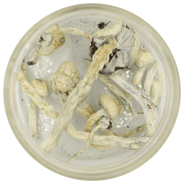 Great White Monster Cubensis | Herbarium Canada