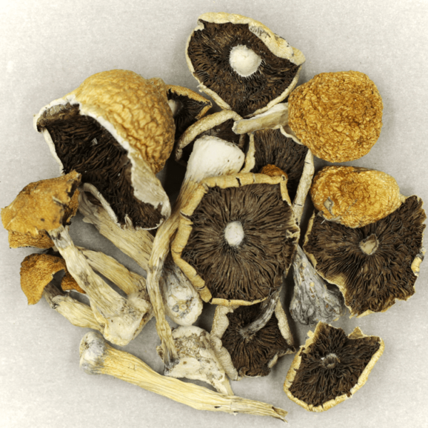 Penis Envy Cubensis | Herbarium Canada