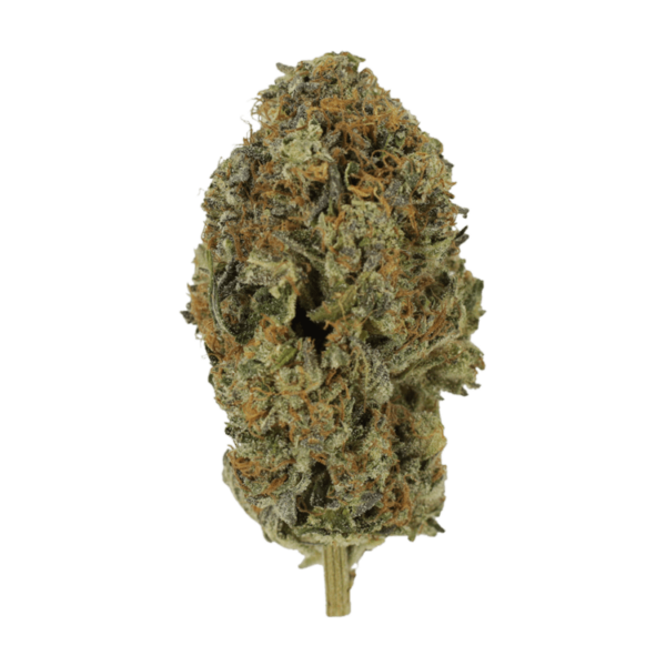 Acapulco Gold | Herbarium Canada