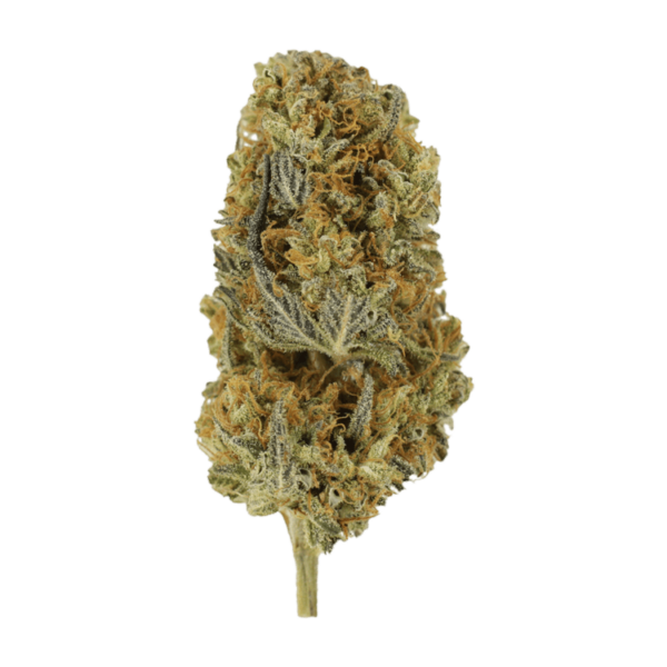 Headband | Herbarium Canada