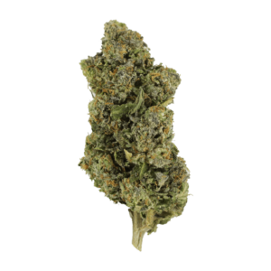 Jokerz | Herbarium Canada