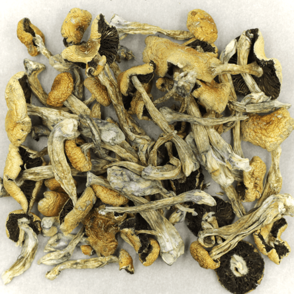 Puerto Rican | Herbarium Canada