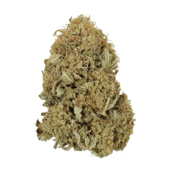 G13 | Herbarium Canada