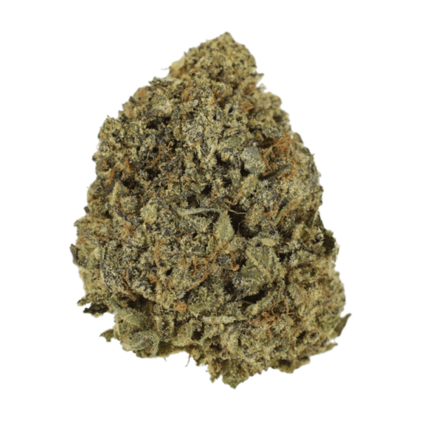 G13 | Herbarium Canada