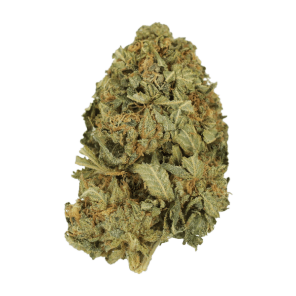 G13 | Herbarium Canada