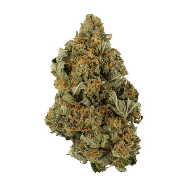 God’s Bubba | Herbarium Canada