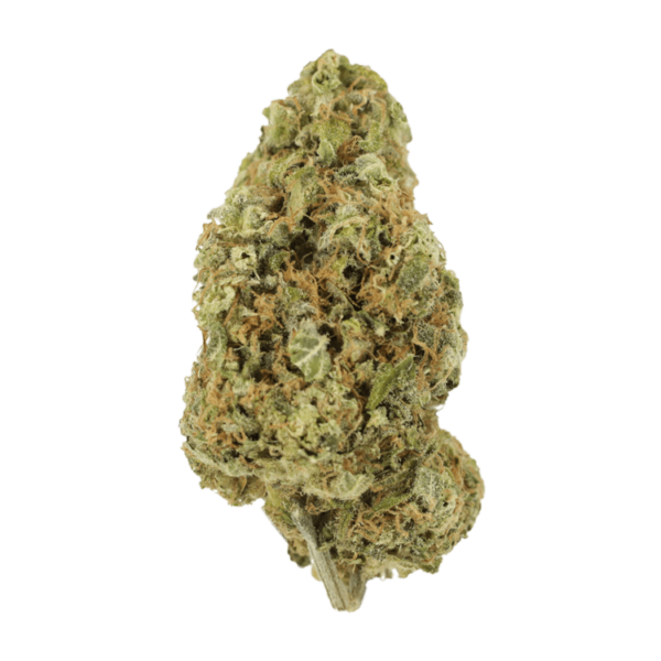 Sour Jack | Herbarium Canada