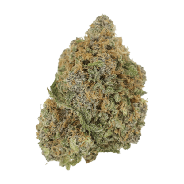 Jagermeister | Herbarium Canada