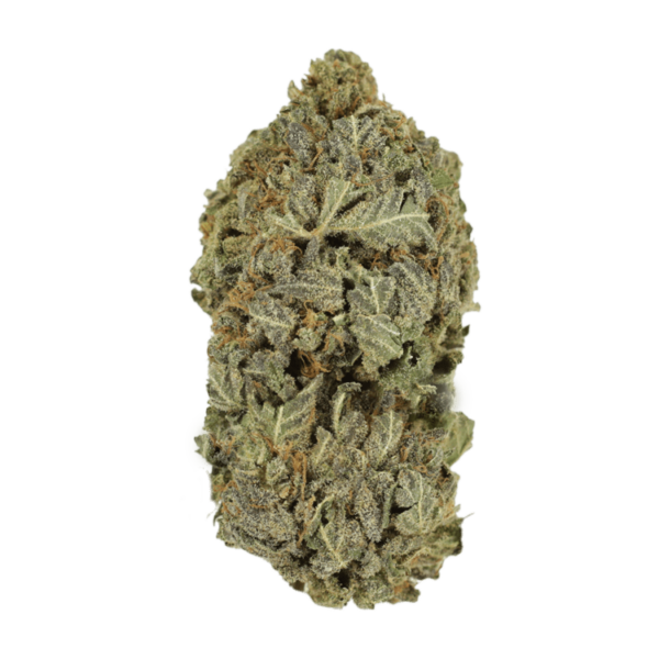 Purple Dream | Herbarium Canada