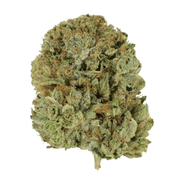 Pink Taco | Herbarium Canada