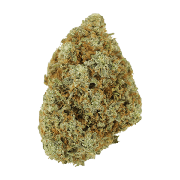 Afgoo | Herbarium Canada