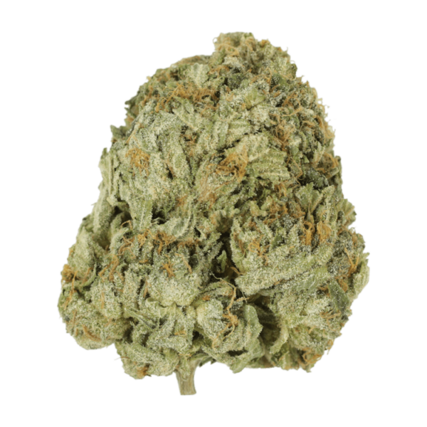 Godzilla Glue | Herbarium Canada