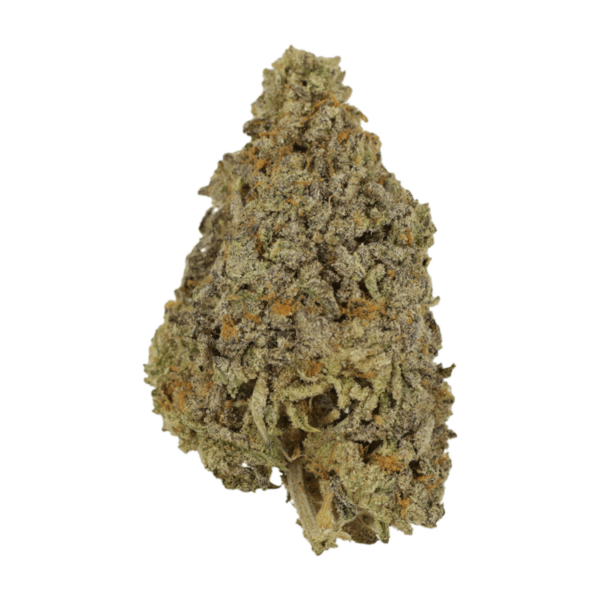 Frosty Gelato | Herbarium Canada