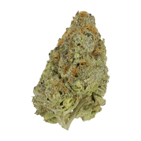 Lilac Diesel | Herbarium Canada