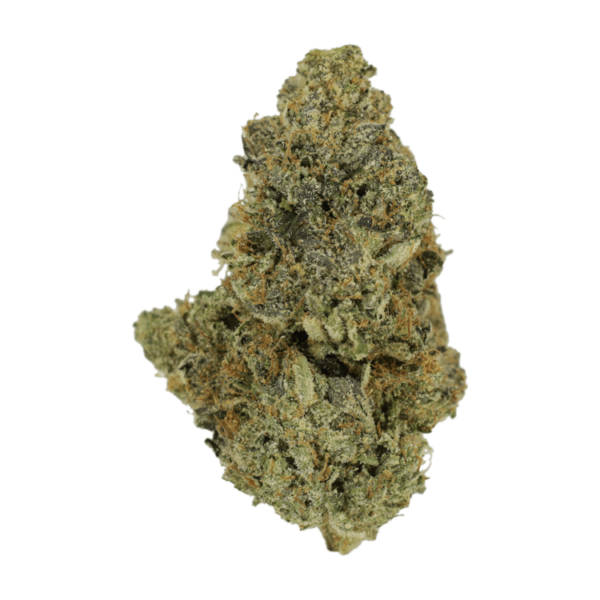 Purple Urkle | Herbarium Canada